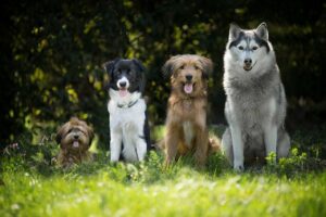 10 raças de cães populares para você conhecer melhor