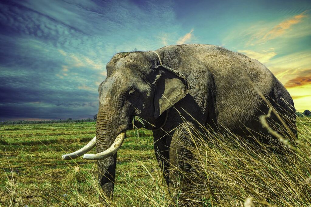 O Majestoso e Imponente Elefante