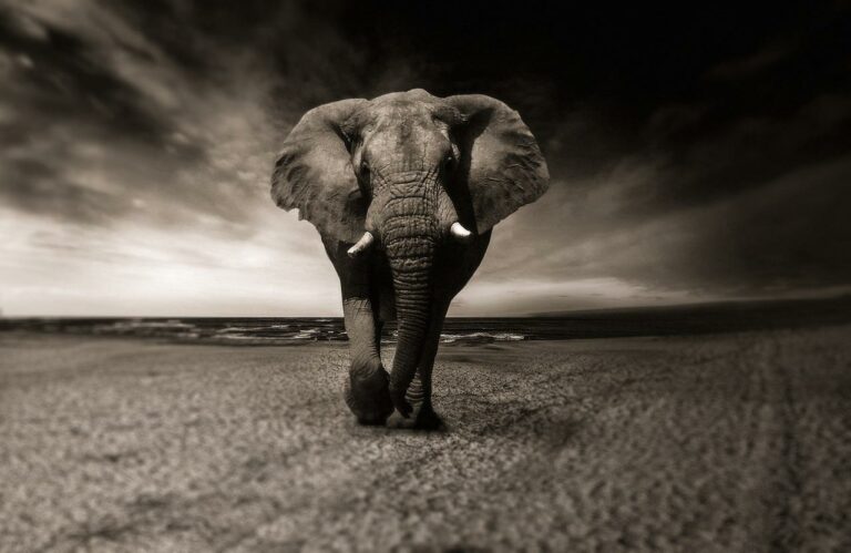 O Majestoso e Imponente Elefante