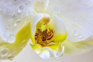 Dicas de Cuidado Para Orquídeas Plantadas.