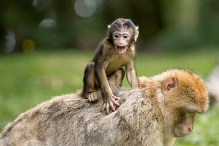 Algumas curiosidades do Fascinante Macaco