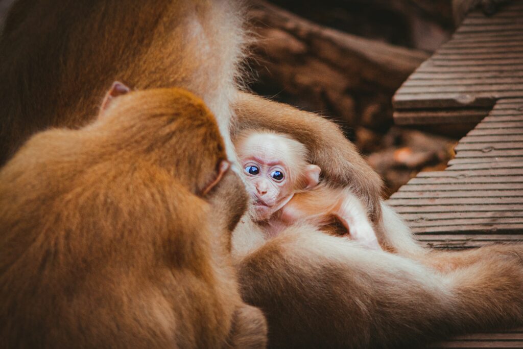 Algumas curiosidades do Fascinante Macaco