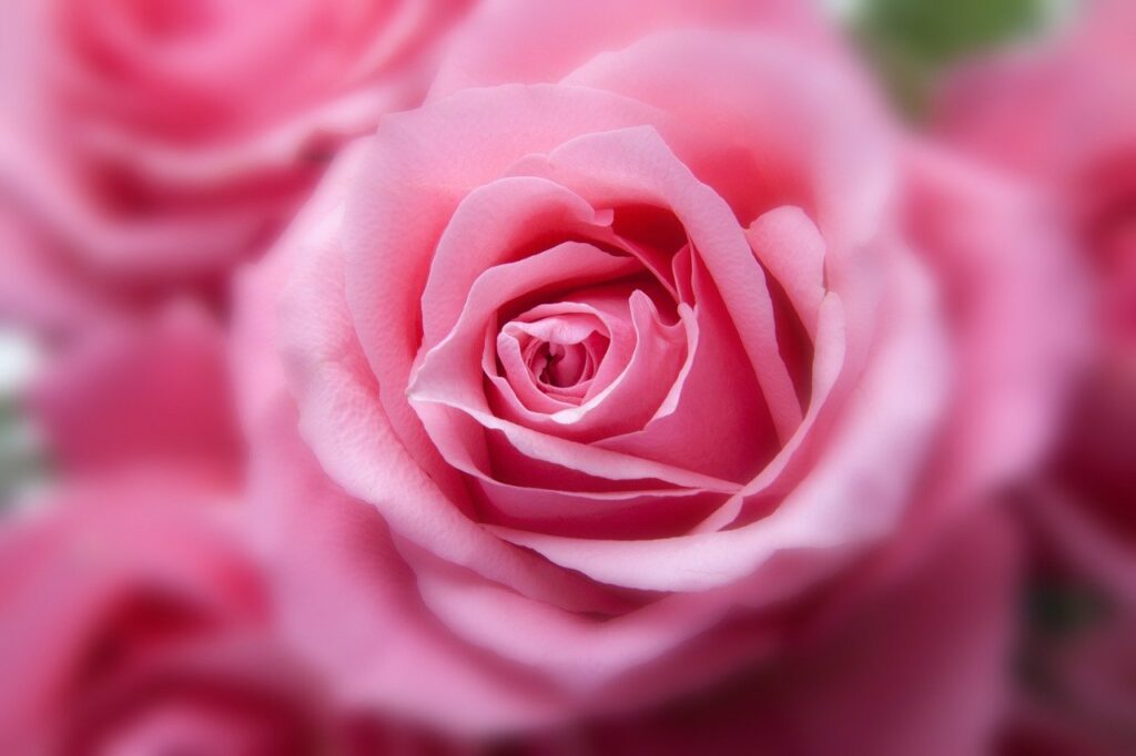 Como enxertar uma Rosa a Flor Mais Popular Do Mundo
