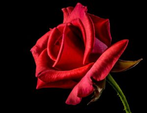 Rosa a Flor Mais Popular Do Mundo