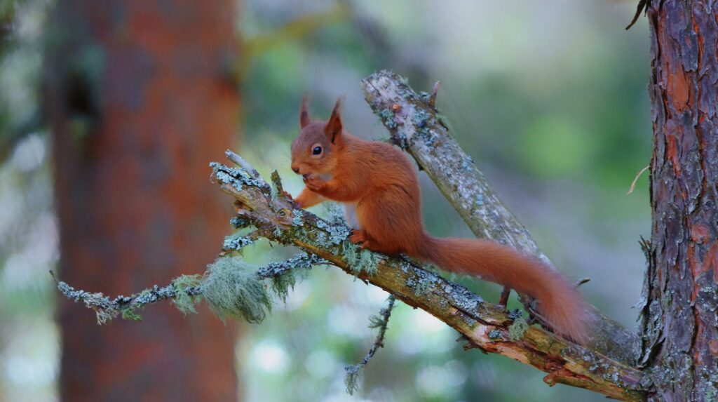 O Incrível Esquilo Vermelho Português