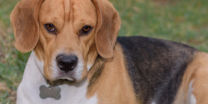 Você sabia que os Beagles são ótimos cães de família