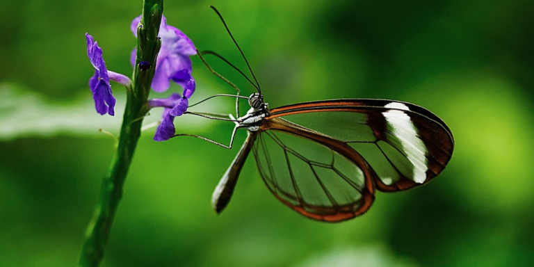 Conheça as borboletas que adotaram a transparência