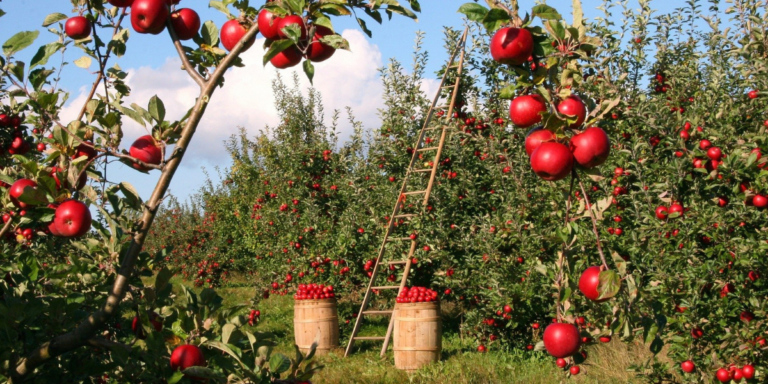 5 árvores de fruto para plantar no Outono