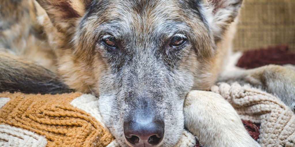 Saiba os cuidados indispensáveis com cachorros idosos