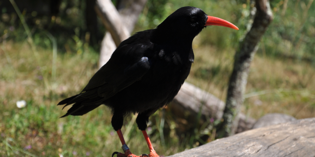 Conheça Estas 6 Aves do Parque Natural do Alvão