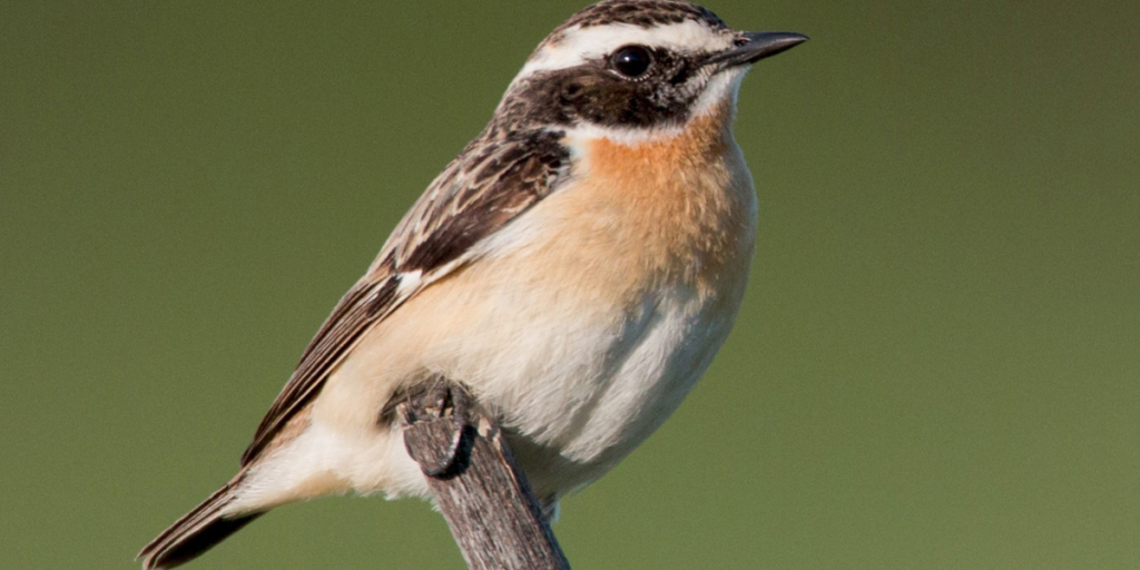 Conheça as 10 aves do parque natural do Douro Internacional