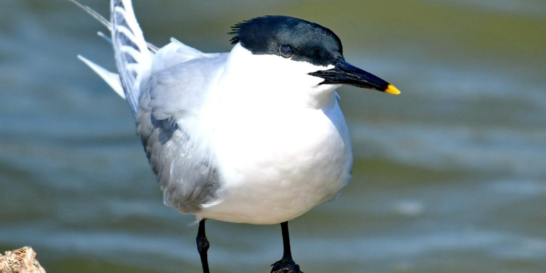 8 Aves do Parque Natural do Litoral Norte: que deve conhecer