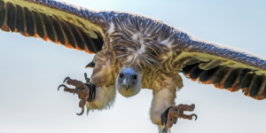 9 Aves do Parque Natural do Douro Internacional