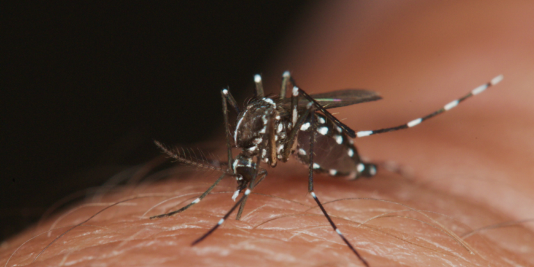 Os mosquitos tendem a picar tipos específicos de pele; descubra quais