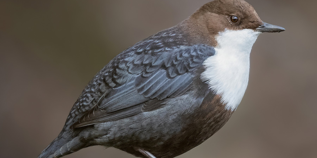 Conheça as 10 aves do parque natural do Douro Internacional