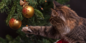 7 dicas Top Sobre Decoração de Natal