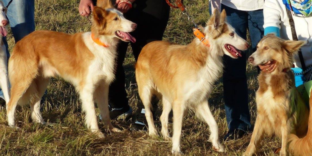 11 raças únicas de cães portugueses ao redor do mundo