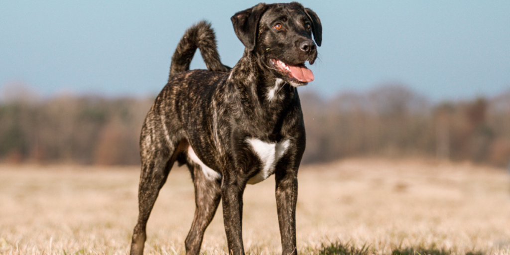 11 raças únicas de cães portugueses ao redor do mundo