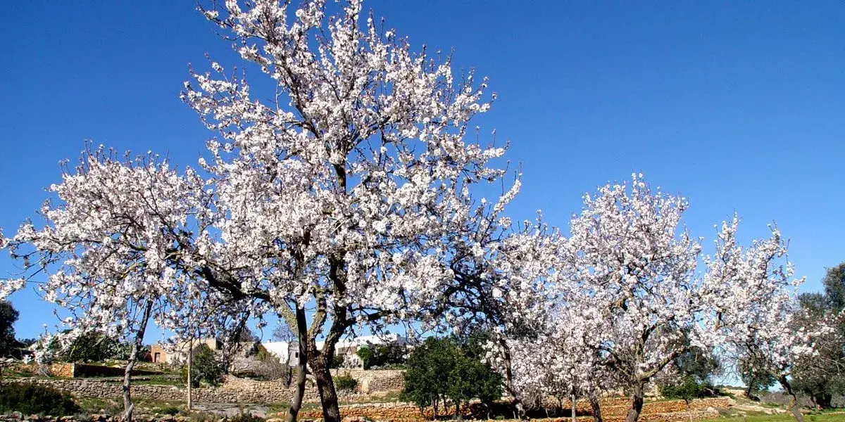 As Amendoeiras em Flor em Trás-os-Montes